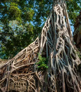 Knut é responsável por um dos mais fortes adágios e frases em desenvolvimento. Do que ele falava?